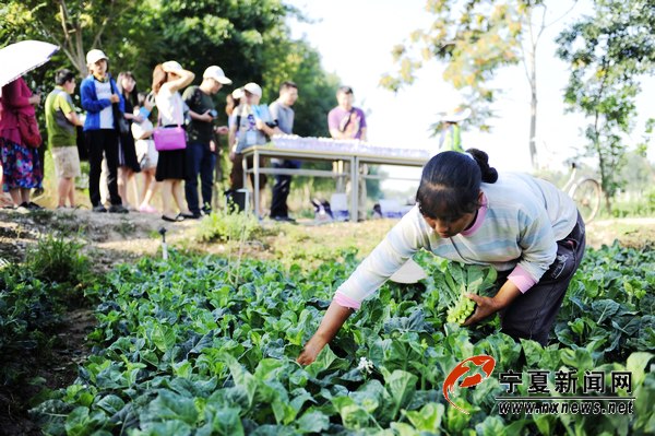 寧夏平羅姚伏打造綠色蔬菜品牌長廊