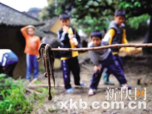 數(shù)百毒蛇夜擾村屋 村民戰(zhàn)群蛇打死200多條(圖)