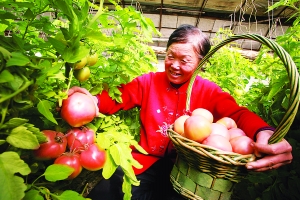 京郊懷柔楊宋鎮花卉大棚冬閑種菜（圖）