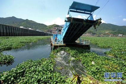 水葫蘆泛濫成災 福建全力“清剿”