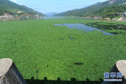 水葫蘆泛濫成災 福建全力“清剿”