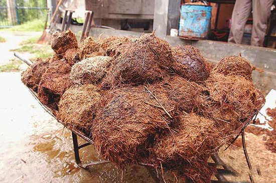 盤點動物糞便的奇妙用途