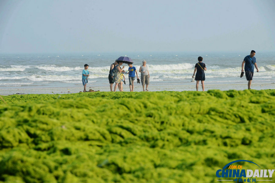 臺(tái)風(fēng)“蘇力”助滸苔再擾青島