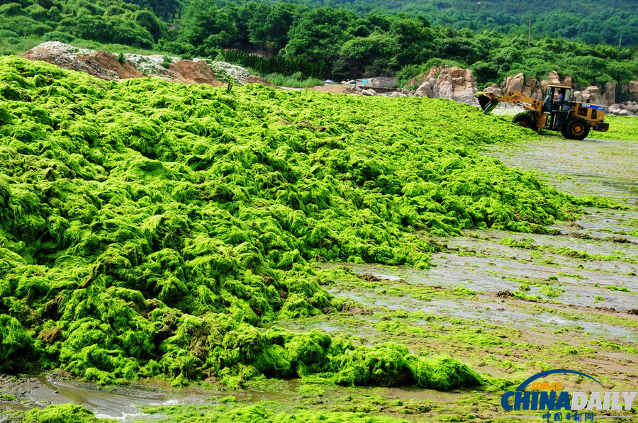 臺風“蘇力”助滸苔再擾青島