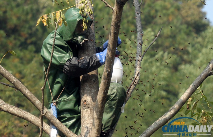 陜西三市42人被胡蜂蟄死 1周摘除蜂窩近千個(gè)