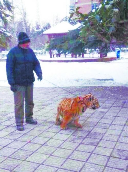 飼養員帶缺鈣老虎到公園鍛煉 市民：霸氣(圖)