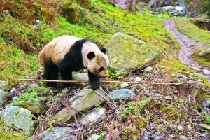 野生大熊貓下山進(jìn)村 網(wǎng)友戲稱(chēng)“巡視村寨”