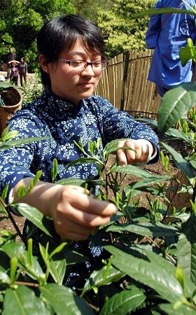 猴魁茶曾獲1915年世博金獎