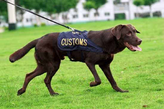 廣州海關6月23日將舉辦緝毒犬開放日活動