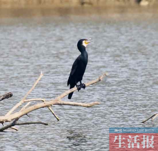 見證“愛情鳥”破鏡重圓 記者用了整整3個月(圖)