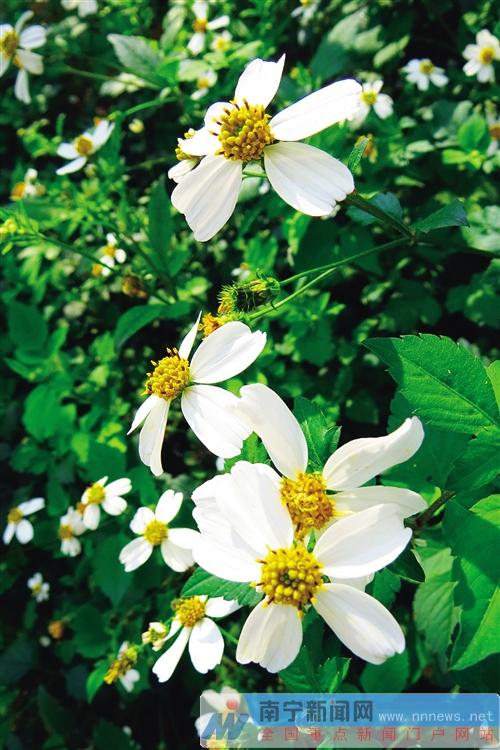 市區可賞花縣區有花海 “花樣南寧”吸引游客逐香來