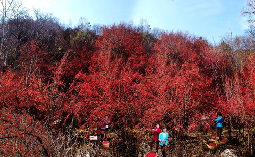 河南西峽山茱萸染紅伏牛山