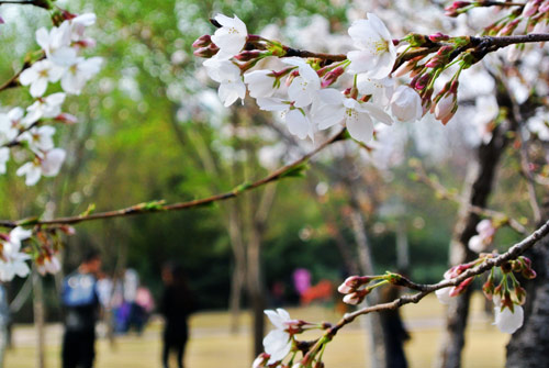 鄭州：陽春三月花爛漫