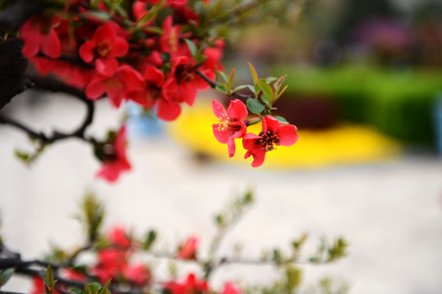 鄭州：萬千海棠齊爭艷 花開時節動綠城