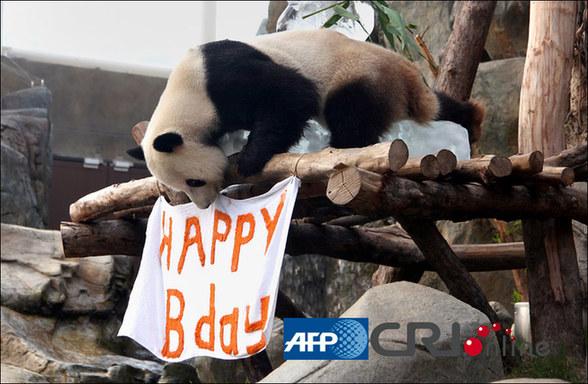 香港海洋公園為熊貓樂樂慶祝生日