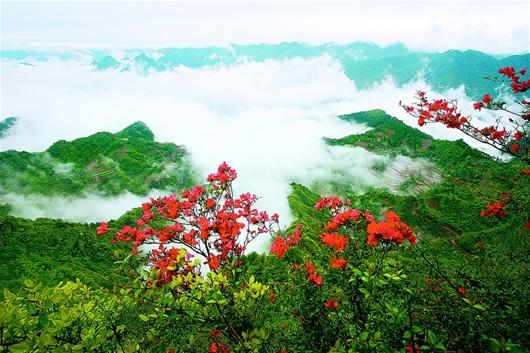 五月何處花正艷荊楚杜鵑似彩云