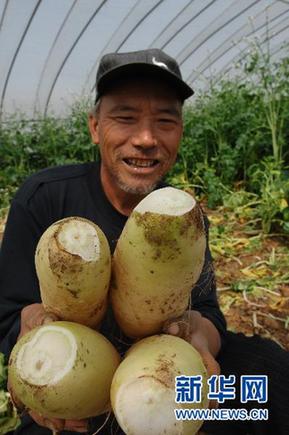 商務部緊急下發通知緩解蔬菜“賣難”