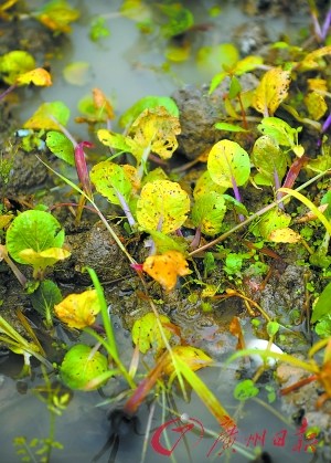 菜賤傷農可能急轉成菜貴傷民 菜農后悔棄耕(圖)