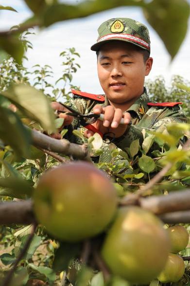 吉林琿春：邊防官兵助農曬秋果