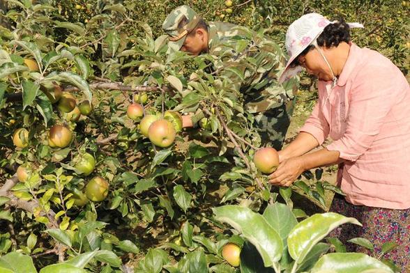 吉林琿春：邊防官兵助農曬秋果