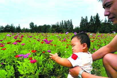 花好迎月圓 濱江森林公園數(shù)萬平米野花盛開