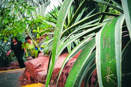 辰山植物園逾40棵植物遭刻字 龍舌蘭刻滿人名