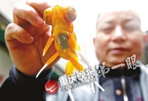 重慶退休工現場表演揭秘春晚金魚魔術(組圖)