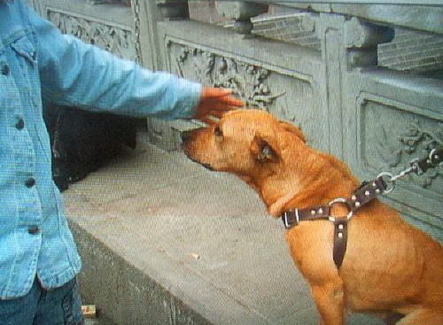 別墅斗犬去年咬傷釣魚者 今年咬死來訪客人 組圖