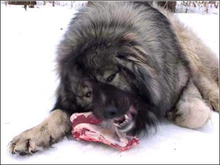 別墅斗犬去年咬傷釣魚者 今年咬死來訪客人 組圖