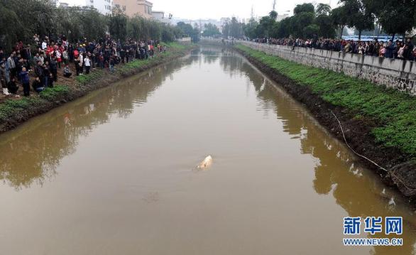 受傷中華白海豚“迷路” 眾人齊救助