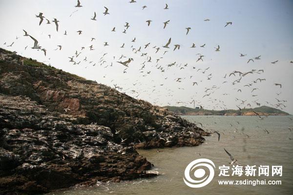 東海鳥王——王忠德