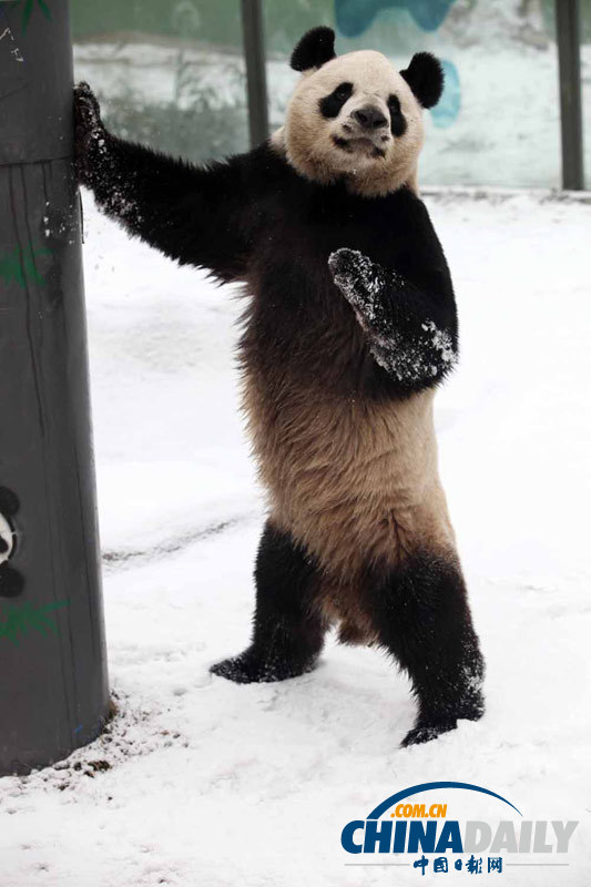 大熊貓雪地撒歡