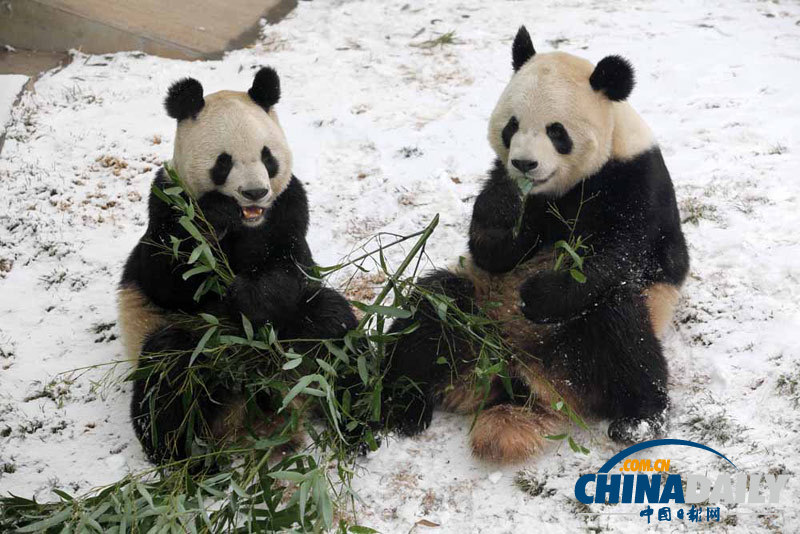 大熊貓雪地撒歡