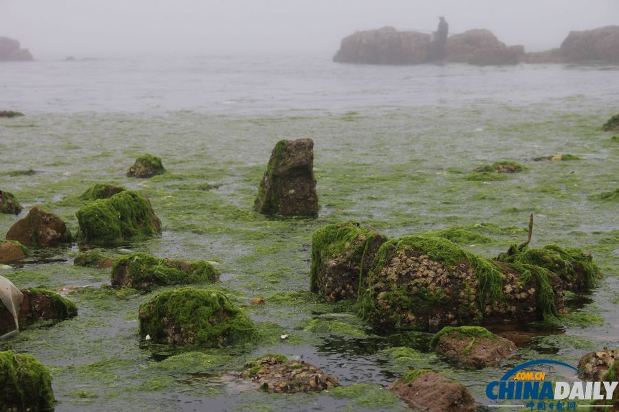 滸苔再襲青島 浴場成草原