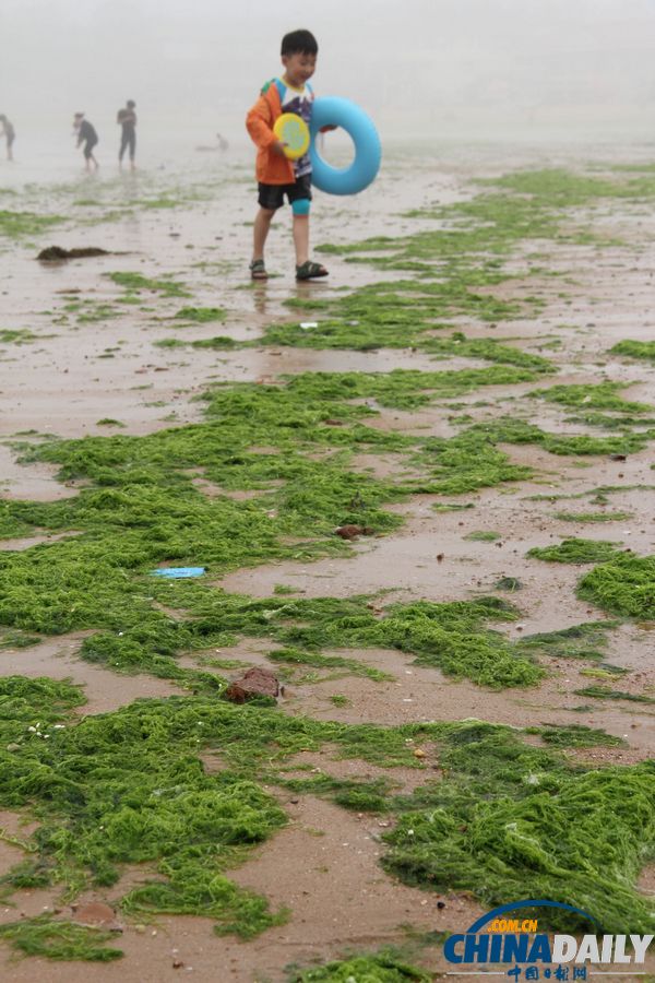 滸苔再襲青島 浴場成草原