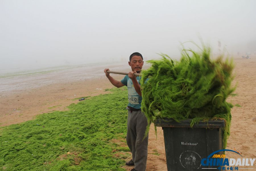 滸苔再襲青島 浴場成草原