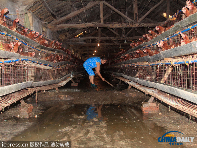 湖北鄖縣遭強降雨：房屋被毀雞場被淹 死雞尸體堆滿地