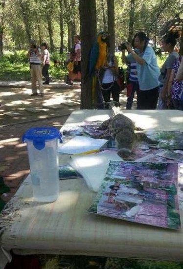 北京野生動物園被指虐待動物 鱷魚嘴被捆住合影