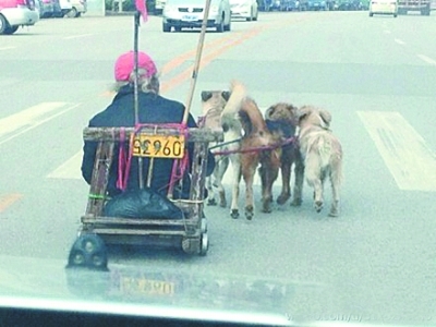 老人坐狗拉木板車 掛“牌照”上快車道(圖)