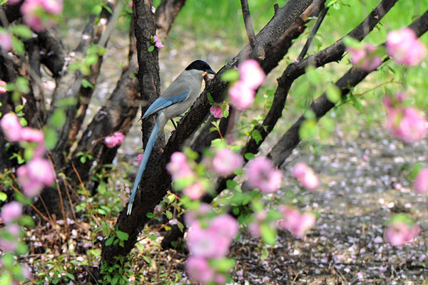 太原市迎澤公園 一片鳥語花香