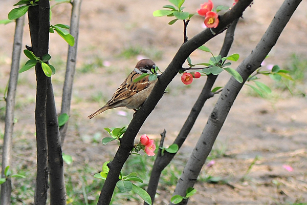 太原市迎澤公園 一片鳥語花香