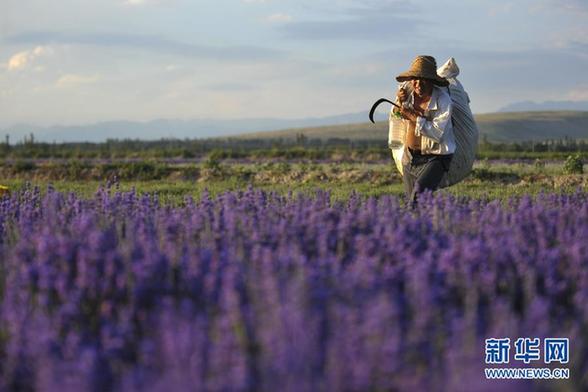 伊犁河谷薰衣草花香襲人