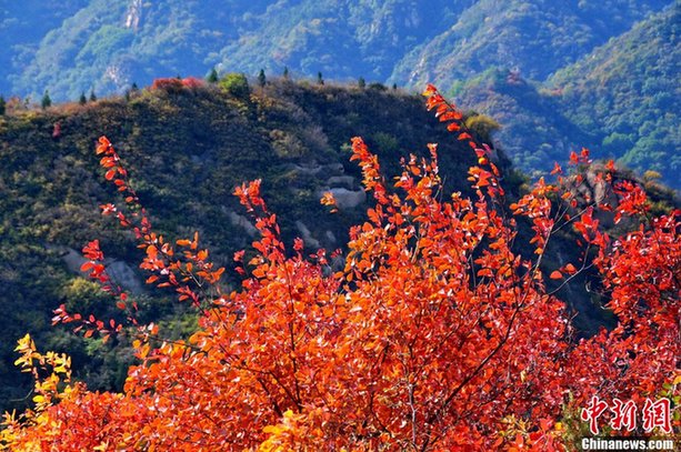 北京八達嶺紅葉進入觀賞佳期