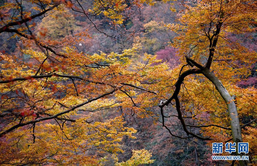 亞洲最長天然紅地毯 光霧山紅葉爛漫