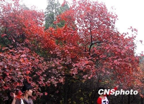 京城不僅香山有紅葉 10大最佳賞紅地推薦