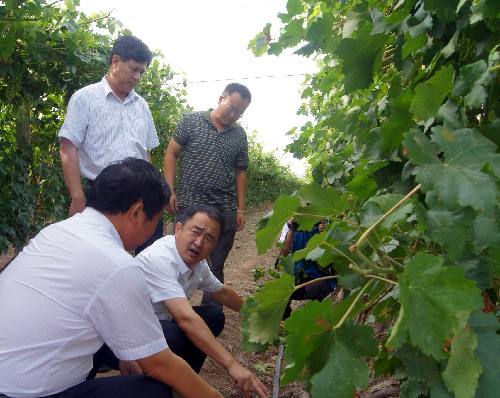 國家葡萄酒專家為新疆兵團第六師共青團農場葡萄酒產業發展“導航”