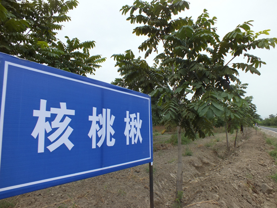 新疆塔西河國家森林公園生態旅游節開幕