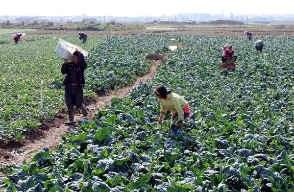 特色蔬菜種植助農民增收