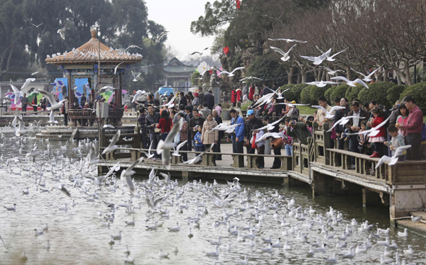 昆明：春暖花開鷗鳥飛