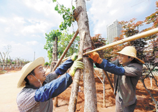 記者探訪昆明“植物醫院” 受凍樹木需約3至5年“療養”